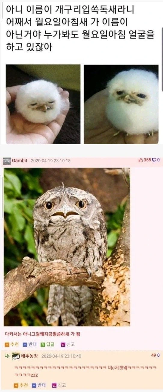이름이 잘못 지어졌다는 새ㅋㅋㅋ_1.webp