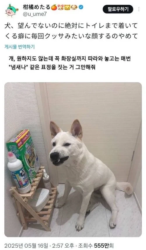 원하지도 않는데 꼭 화장실까지 따라와 놓고는.jpg_1.webp