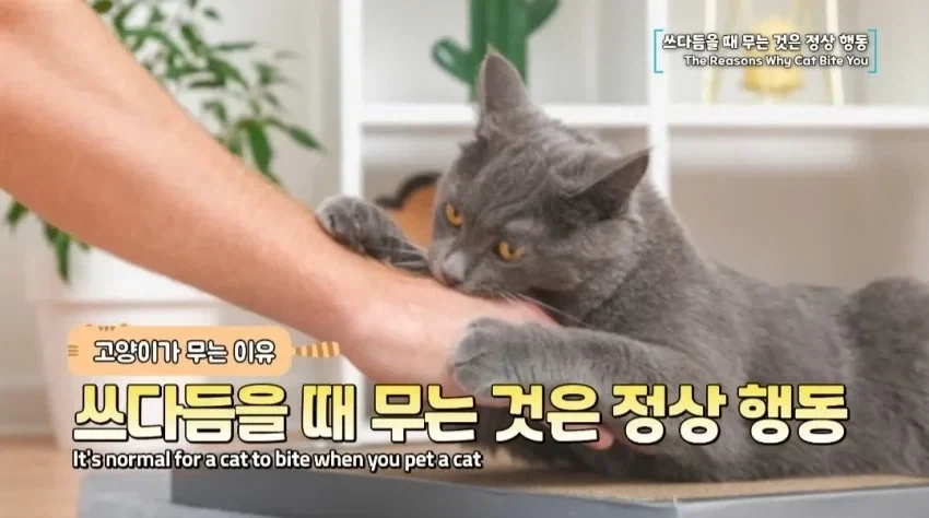 수의사가 말하는 고양이 쓰다듬으면 무는 이유_1.webp