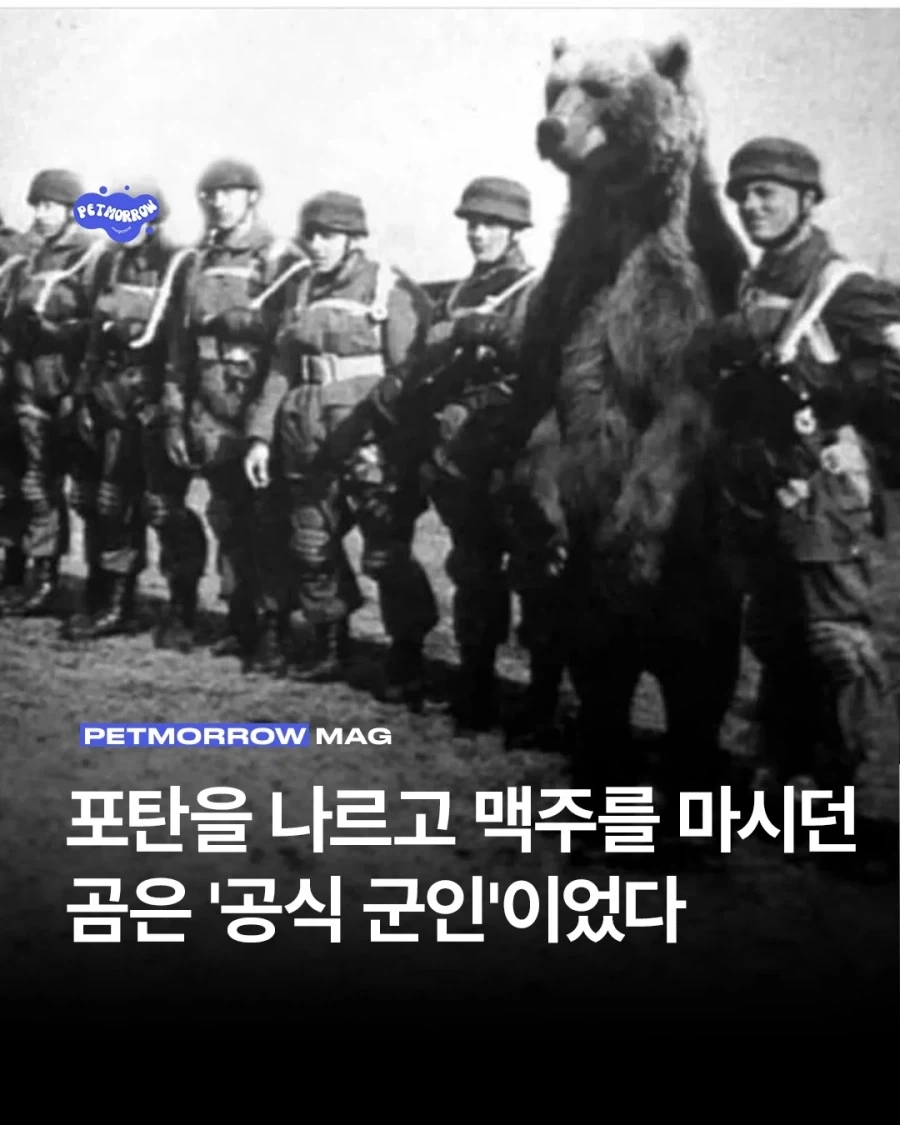 2차대전 공식 군인 곰..._1.webp