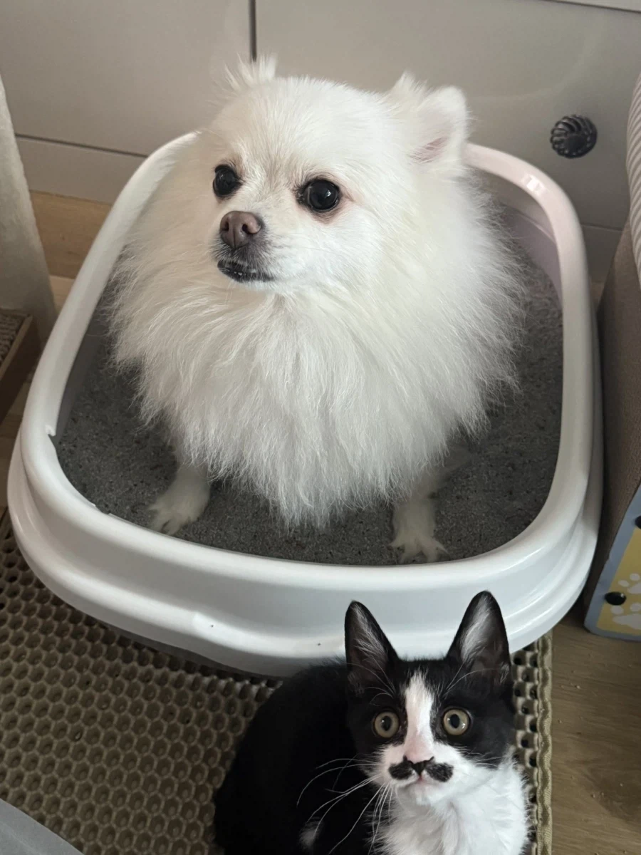 강아지 : 집사야....? 집사야??????_1.webp