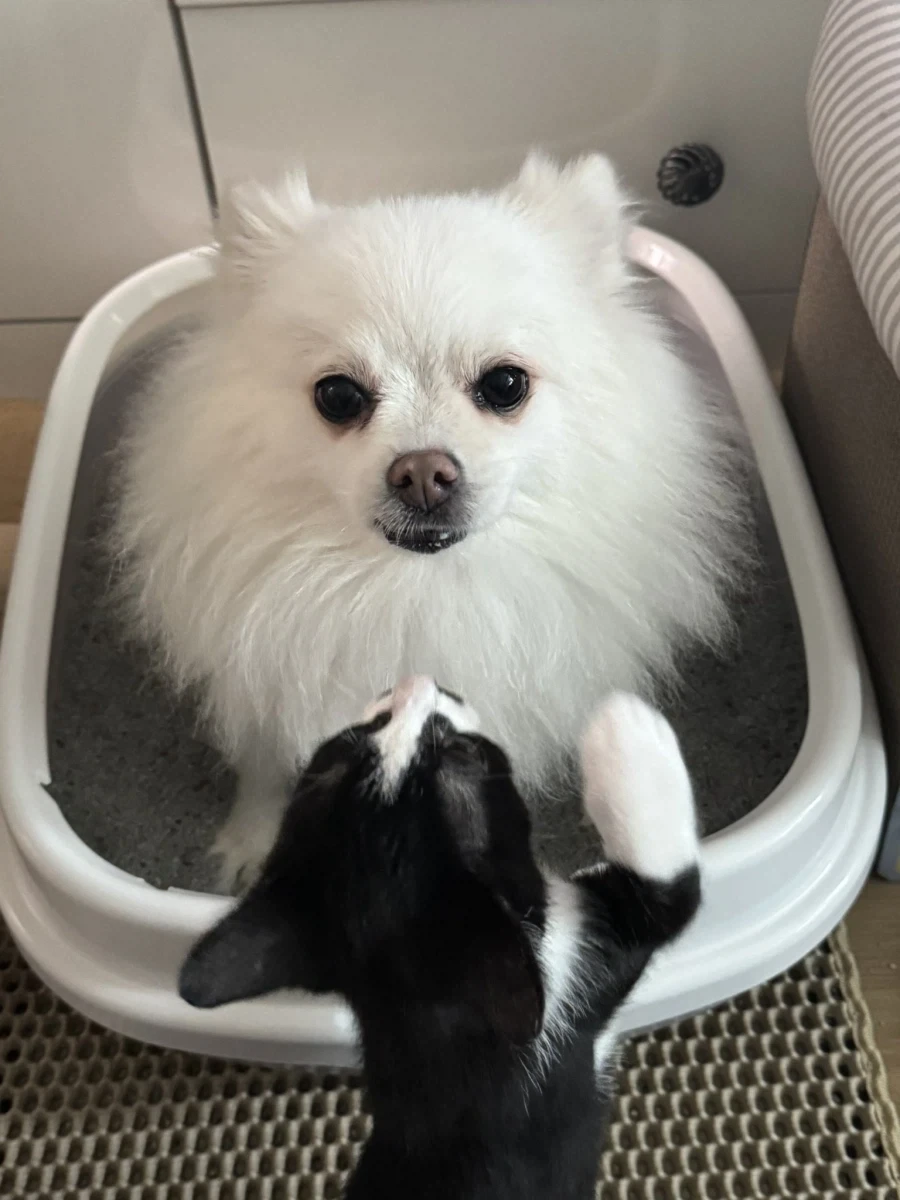 강아지 : 집사야....? 집사야??????_2.webp