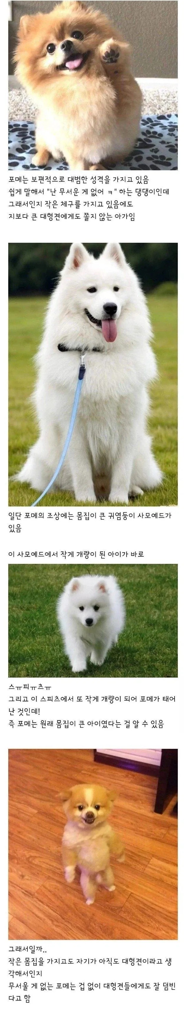 포메가 대범한 성격에 대형견들에게 잘 덤비는 이유._1.webp