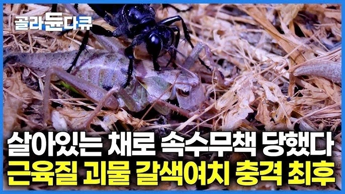 갈색여치를 언론에서 재앙급으로 묘사하는데_1.webp