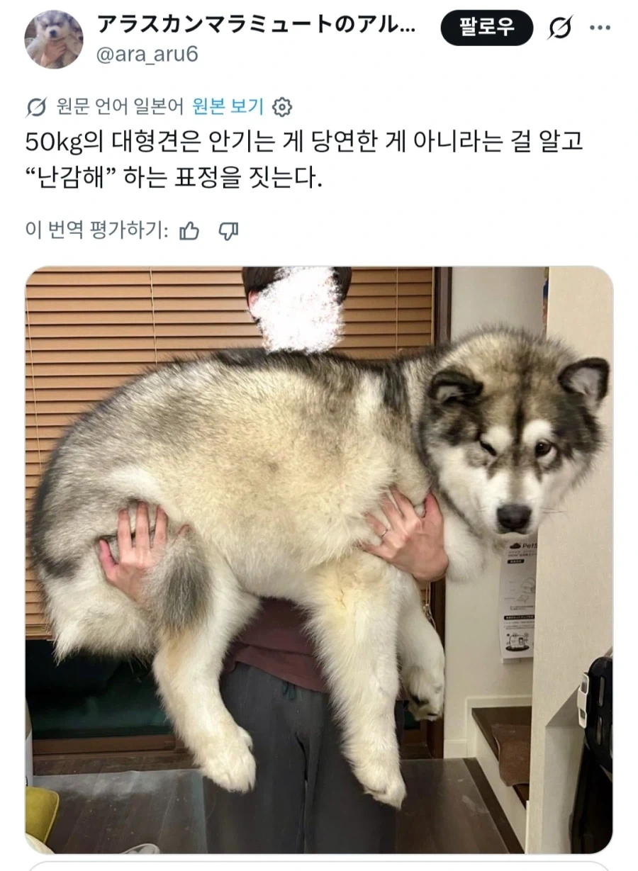 강아지
