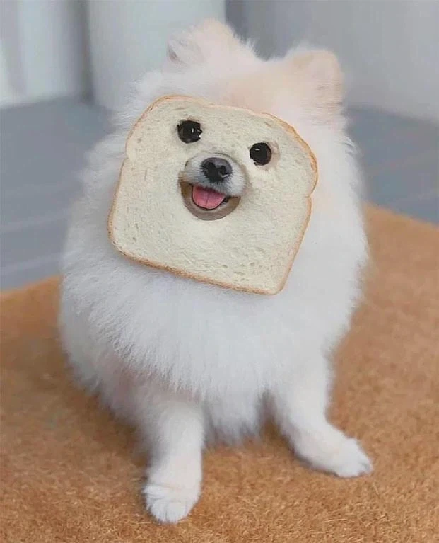 식빵 개같네 진짜_1.webp