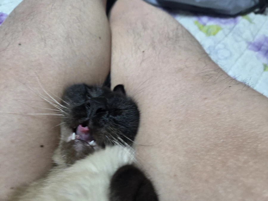 우울하면 고양이와 함께하면 치유됩니다~_2.webp