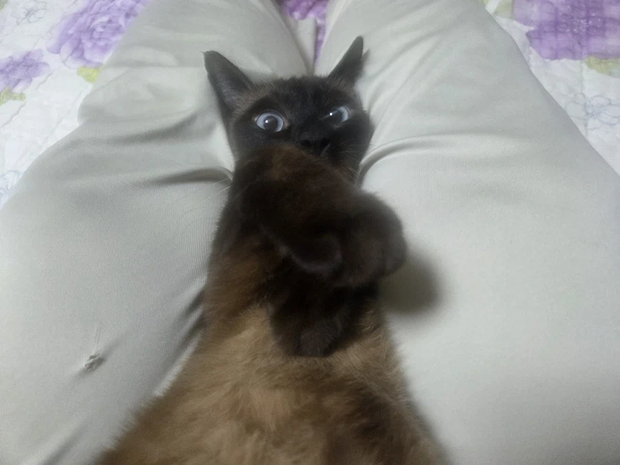 우울하면 고양이와 함께하면 치유됩니다~_8.webp