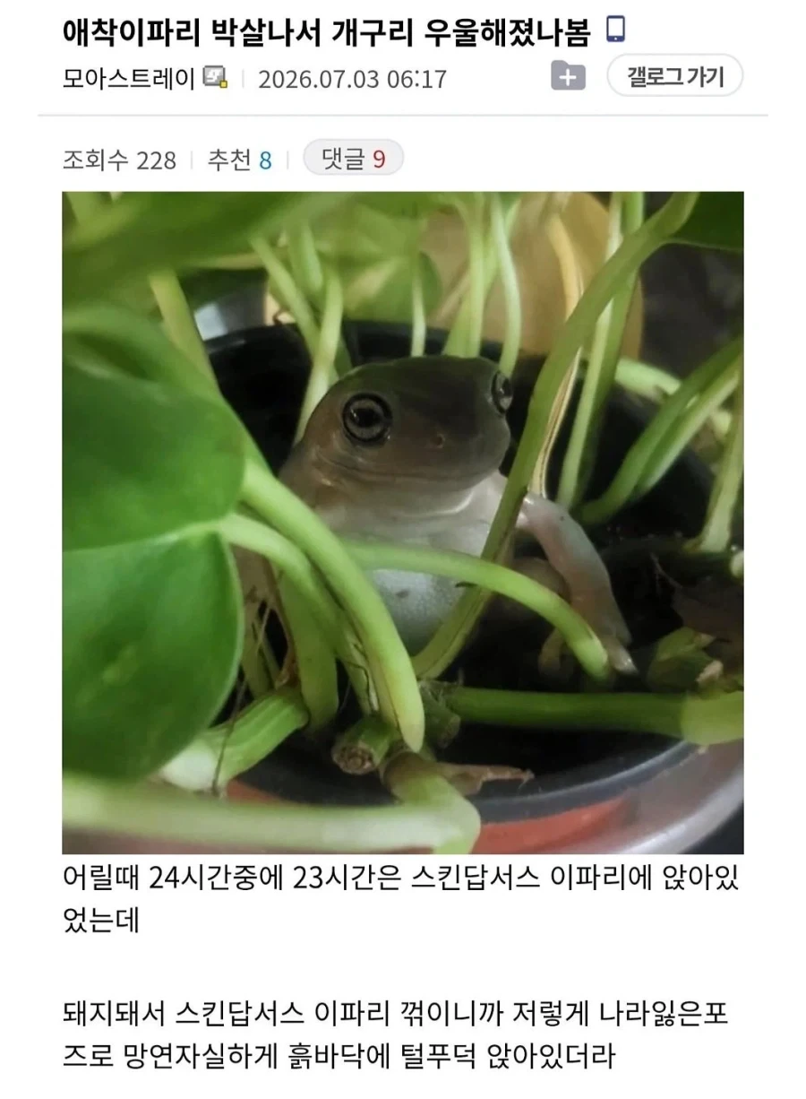 애착이파리가 박살난 개구리_1.webp