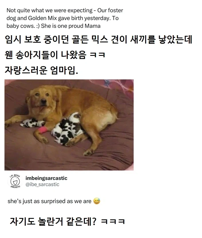 임시 보호 중이던 골든 믹스 견이 새끼를 낳았는데 웬 송아지들이 나왔음 ㅋㅋ_1.webp