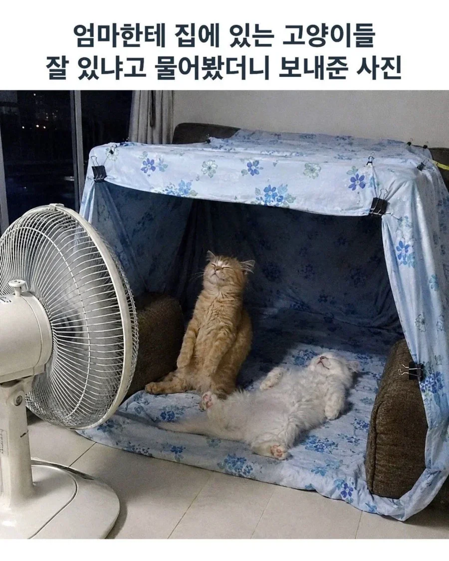 엄마한테 집에 있는 고양이들 잘 있냐고 물어봤더니 보내준 사진_1.webp