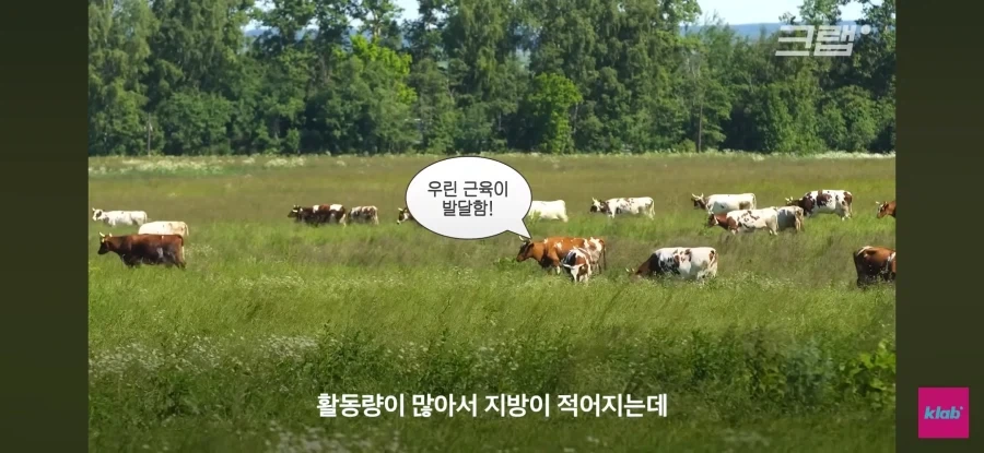 한우 차원달라병_16.webp