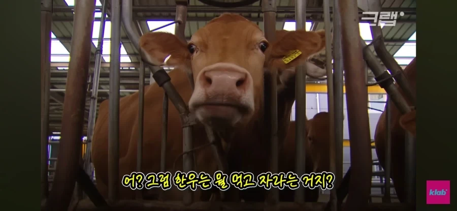 한우 차원달라병_17.webp