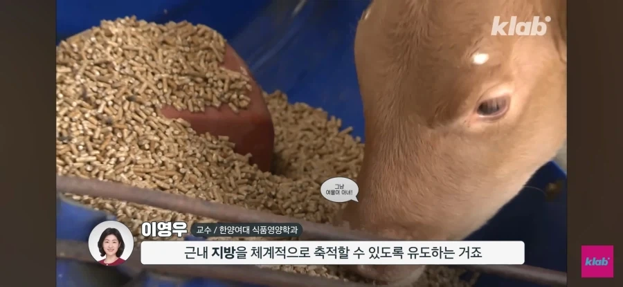 한우 차원달라병_21.webp