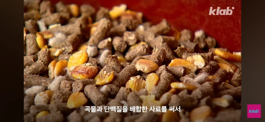 한우 차원달라병_22.webp