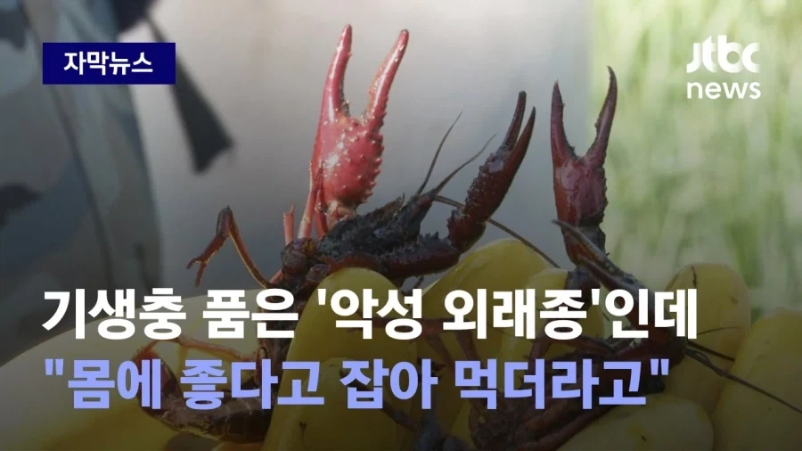 생태계 파괴종 미국 가재_1.webp
