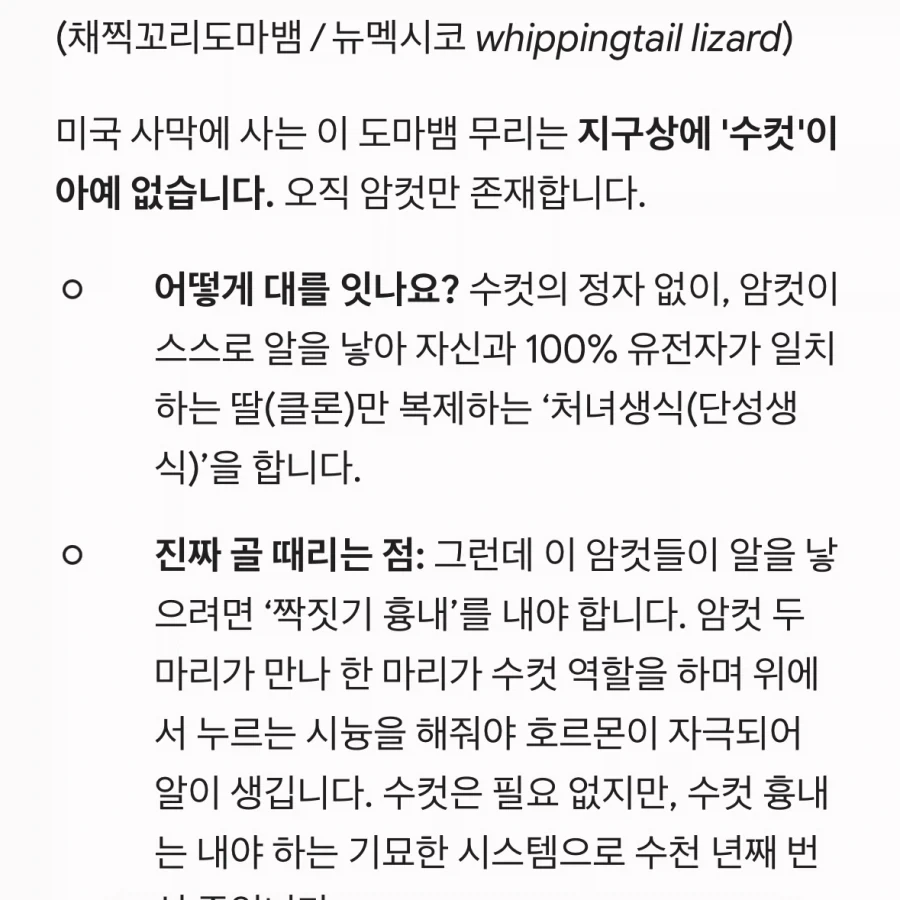 수컷이 없고 암컷만 존재하는 도마뱀_1.webp