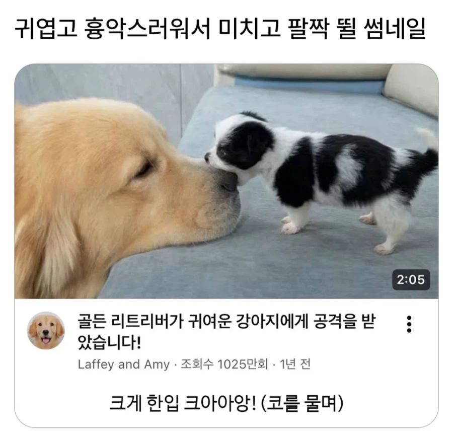 귀엽고 흉악스러운 썸네일_1.webp