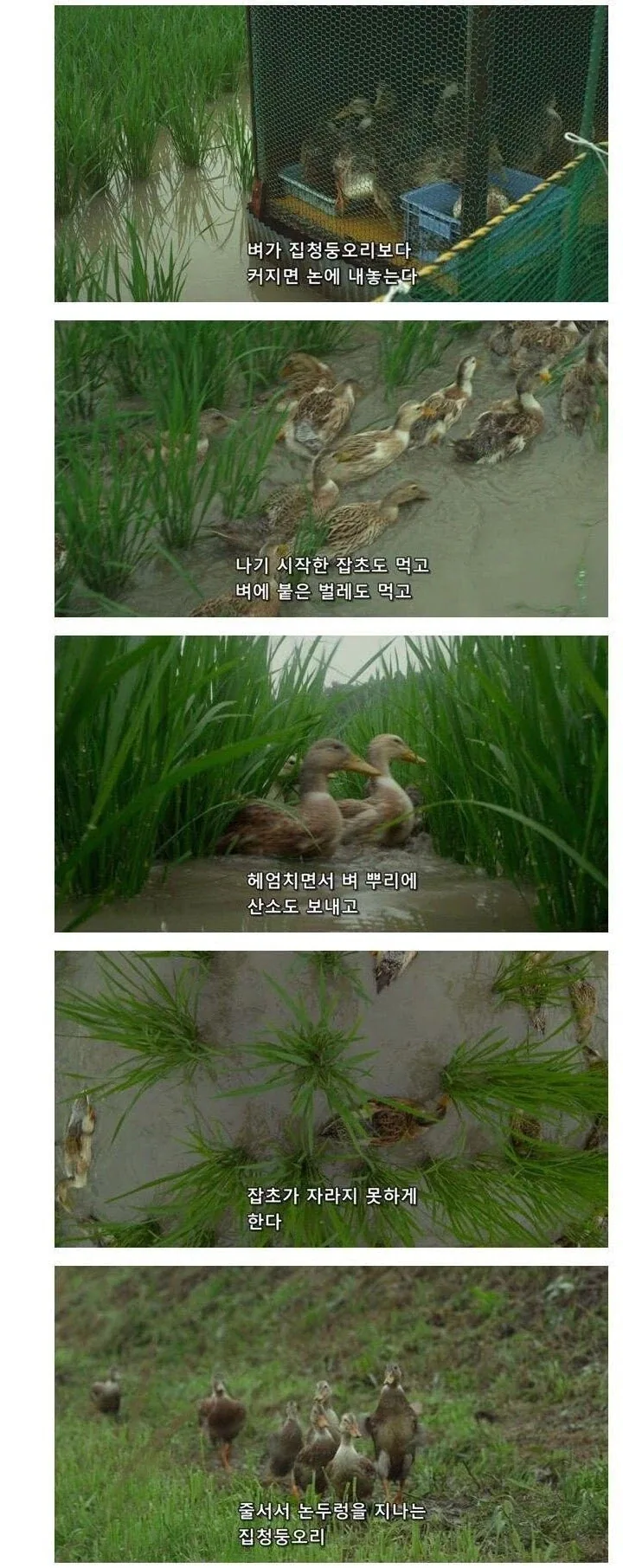 오리농법으로 농사짓는 일본 처자_2.webp