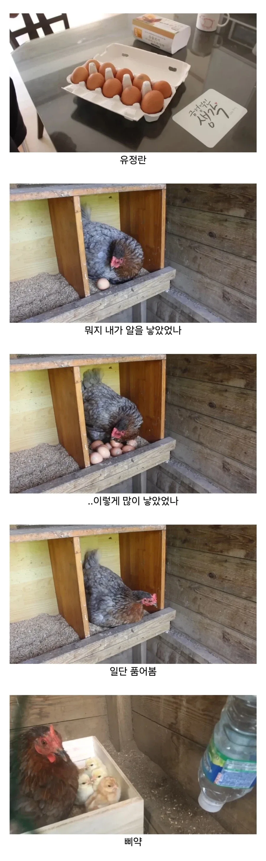 마트에서 사온 유정란을 닭에게 줘보았다.jpg_1.webp