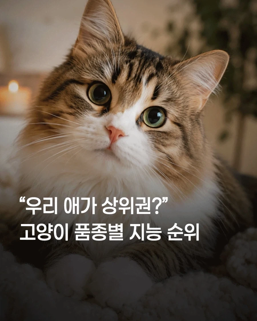고양이 품종별 지능 순위..._1.webp