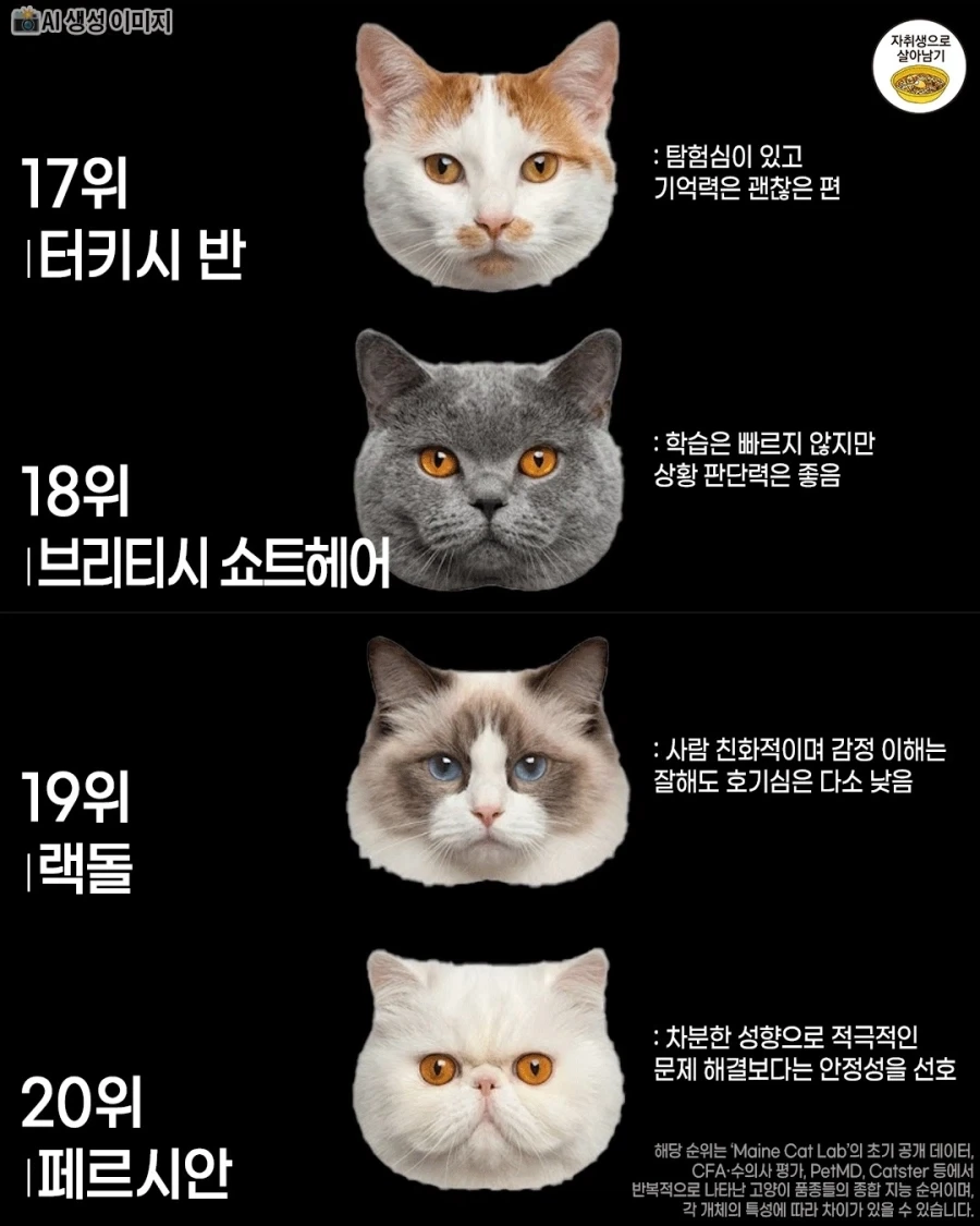 고양이 품종별 지능 순위..._6.webp