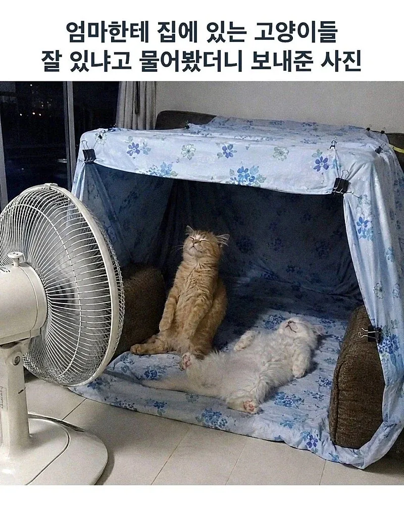 엄마, 고양이들은 더운데 잘지내??_1.webp