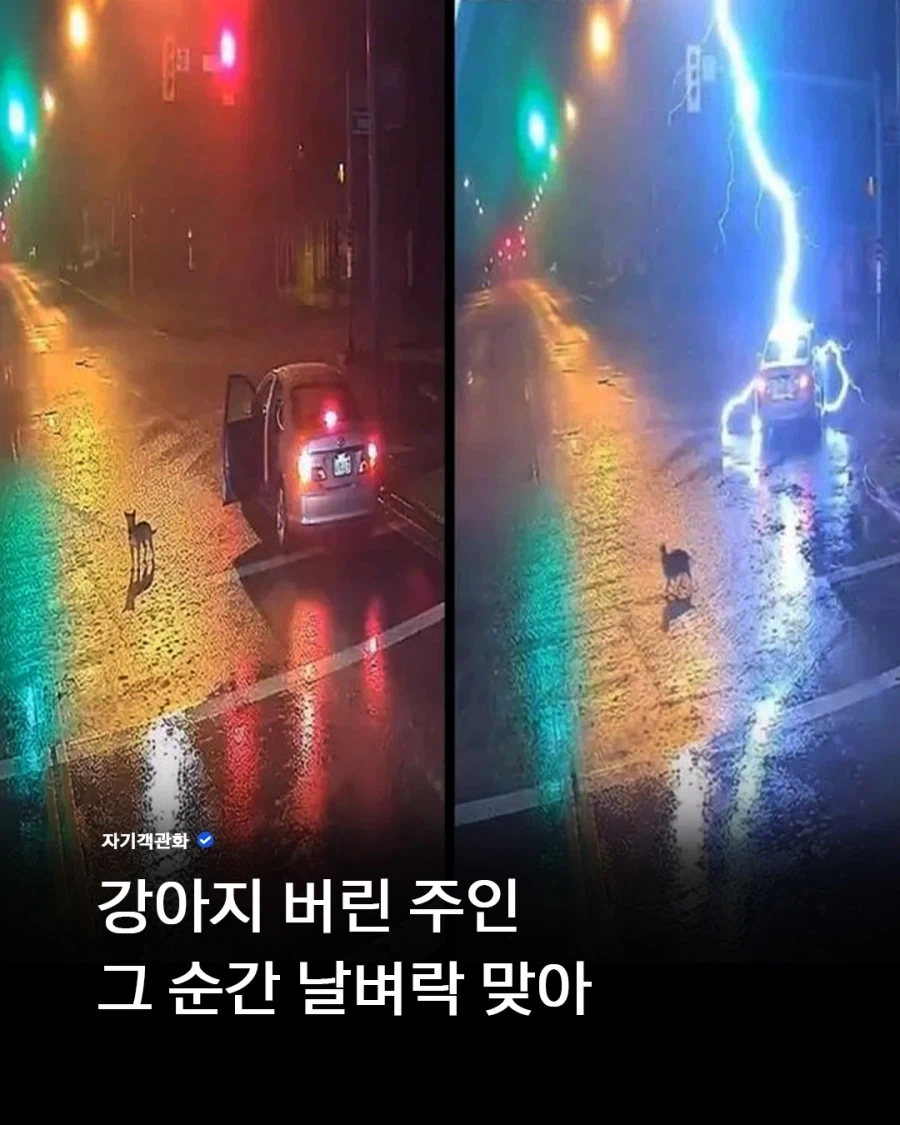 강아지 버리고 천벌받은 남자_1.webp