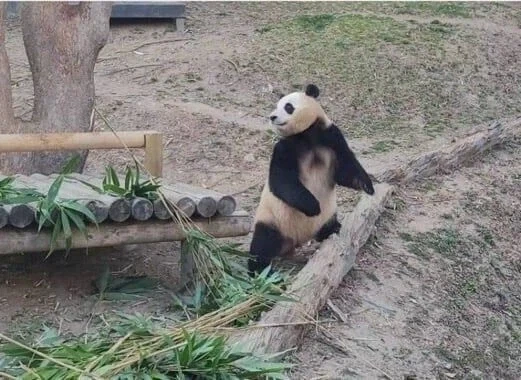 에네르기파 쏘는 푸바오_1.webp