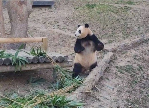 에네르기파 쏘는 푸바오_2.webp