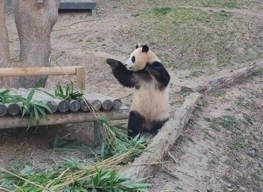 에네르기파 쏘는 푸바오_3.webp