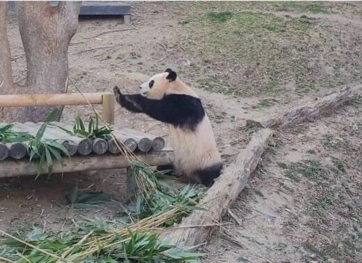 에네르기파 쏘는 푸바오_4.webp