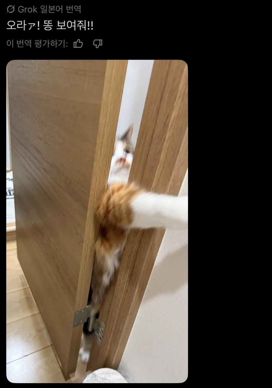 인간이 변소에 갔을때 고양이가 자꾸 동행하려는 이유_1.webp