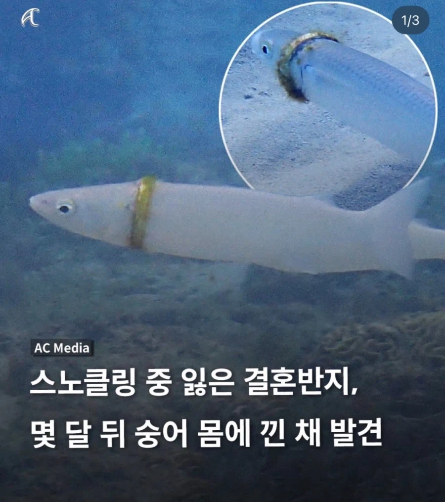 (대충 골룸이 물고기 잡다 반지를 찾는다는 내용)_1.webp