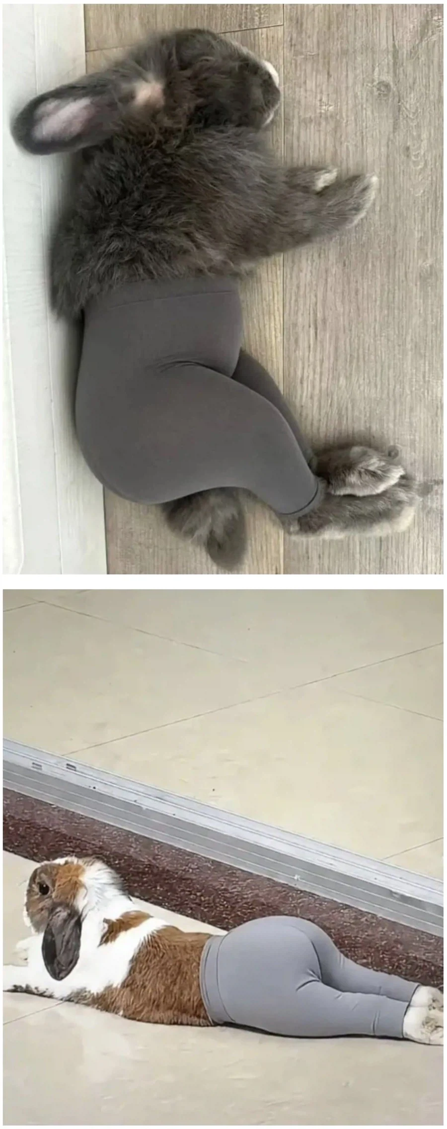 레깅스의 사기성_1.webp