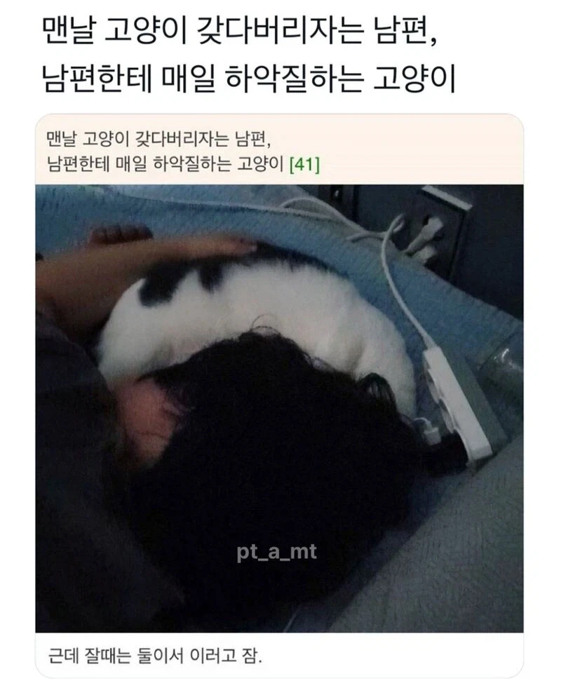 고양이 갖다버리자는 남편한테 하악질하는 고양이_1.webp