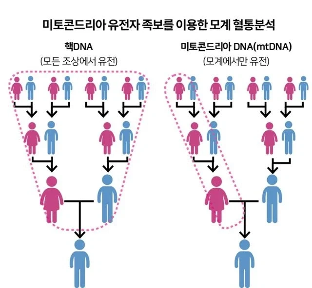 ???: 유전자 수준에서 초대 천황의 Y염색체를 이어나가는게 중요한거다_3.webp