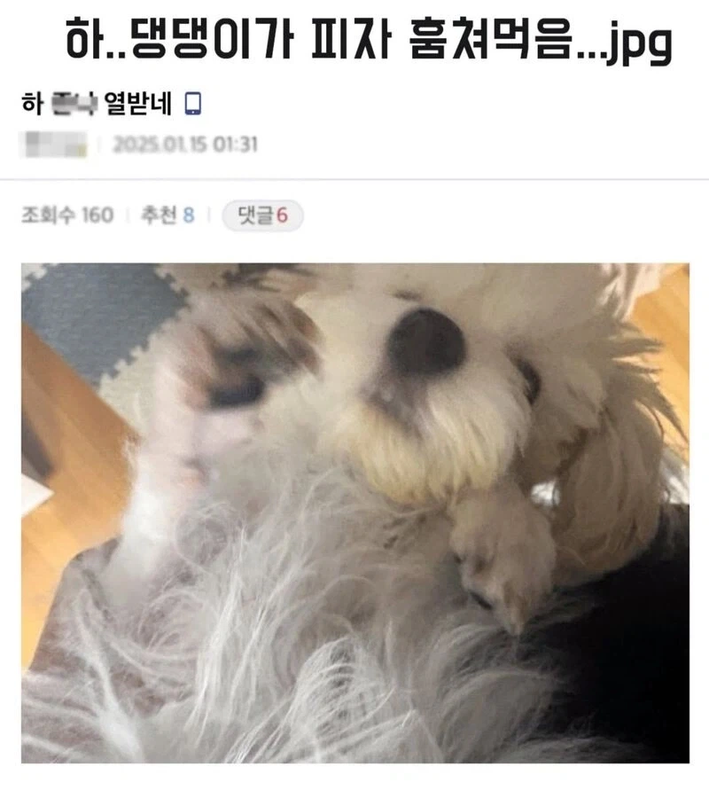 강아지가 피자 훔쳐먹었다;;_1.webp