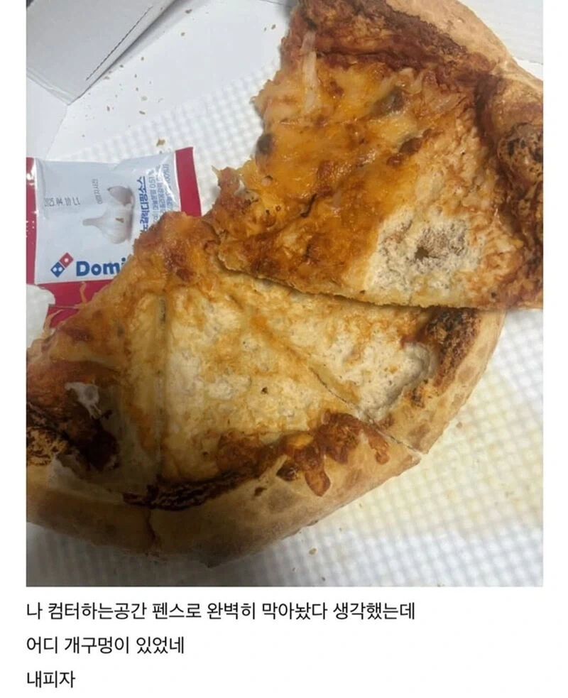 강아지가 피자 훔쳐먹었다;;_2.webp