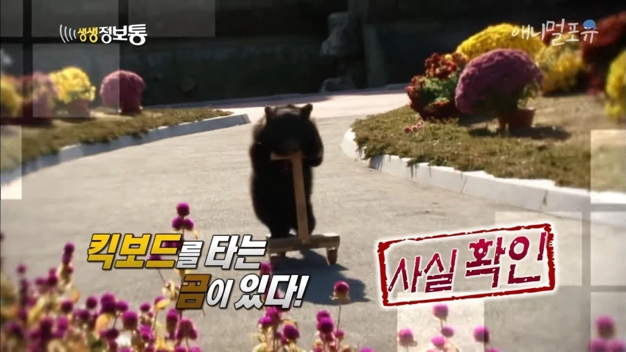 촉법 킥보드 소년들보다 상위존재_1.webp