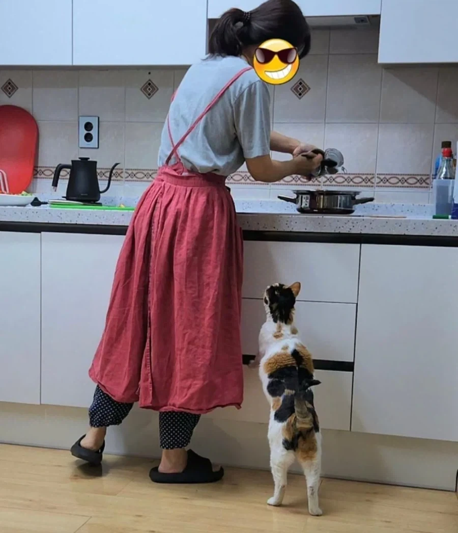 고양이 키우는 집에서 참치 김치찌개 만들면 생기는일_1.webp