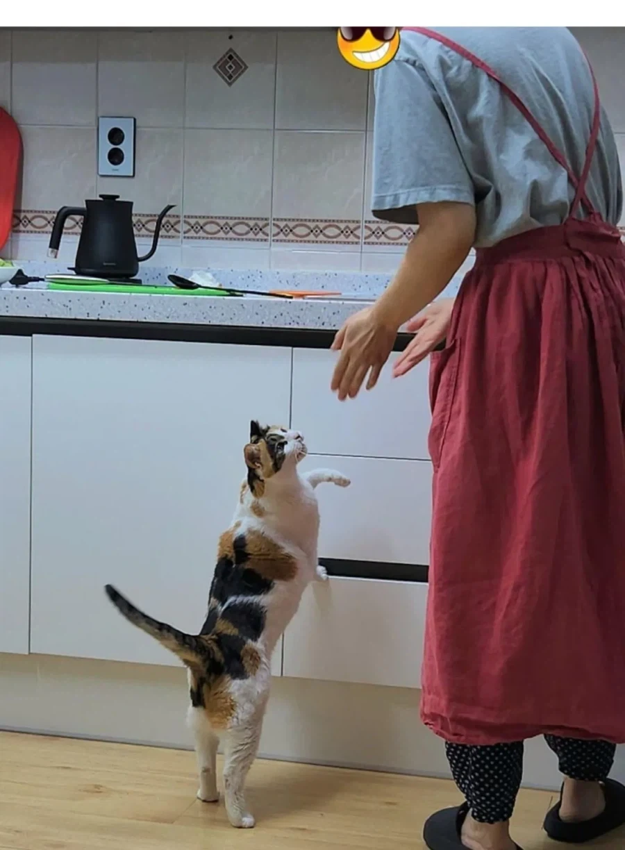 고양이 키우는 집에서 참치 김치찌개 만들면 생기는일_3.webp