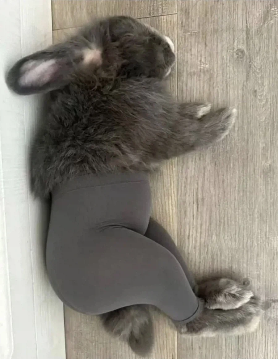 레깅스의 사기성_1.webp