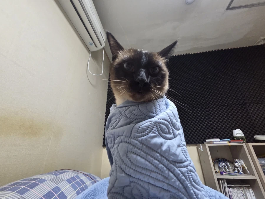 주말에 집사는 고양이를 괴롭히고 힐링하고 있습니다_8.webp