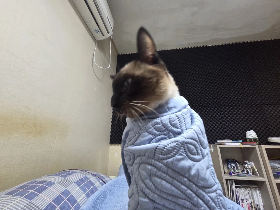 주말에 집사는 고양이를 괴롭히고 힐링하고 있습니다_9.webp