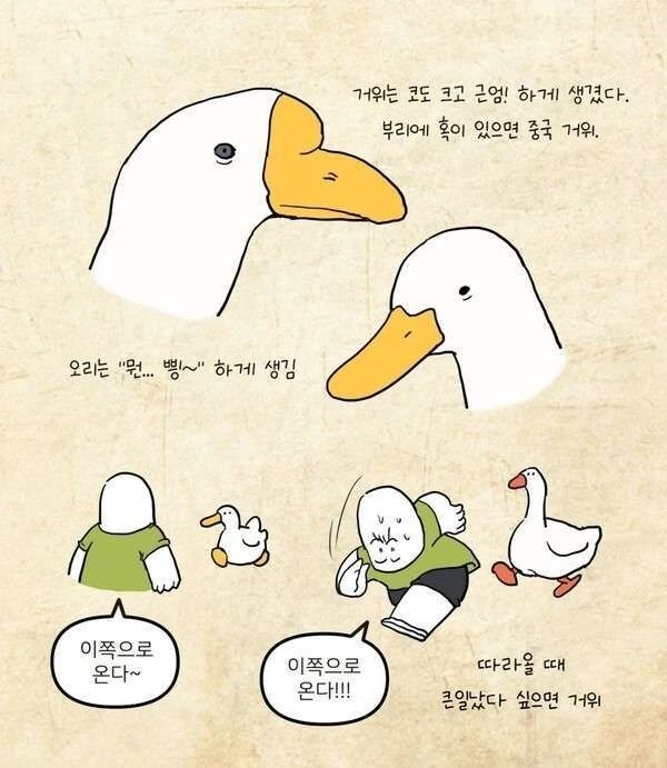 오리와 거위의 차이 만화_4.jpg