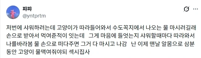 고양이의 루틴은 기습적으로 정해진다.jpg_1.webp