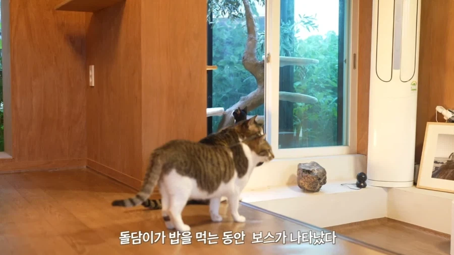 왕년에 한 구역을 주름 잡았던 보스 냥이들의 굴욕_1.webp
