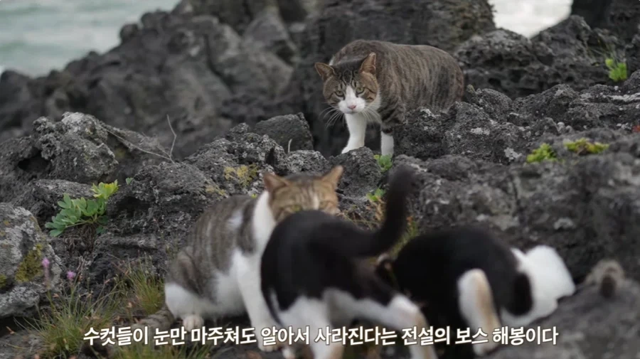 왕년에 한 구역을 주름 잡았던 보스 냥이들의 굴욕_2.webp
