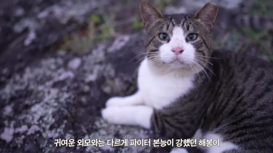 왕년에 한 구역을 주름 잡았던 보스 냥이들의 굴욕_3.webp